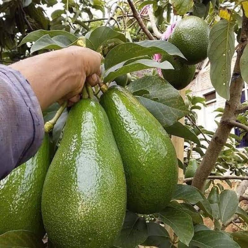 Bibit Pohon Alpukat Aligator ASLI 4070cm(genjah bisa berbuah dlm pot