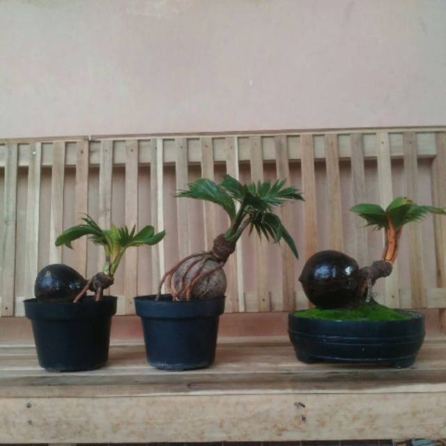 Jual Bonsai Kelapa Indonesia|Shopee Indonesia