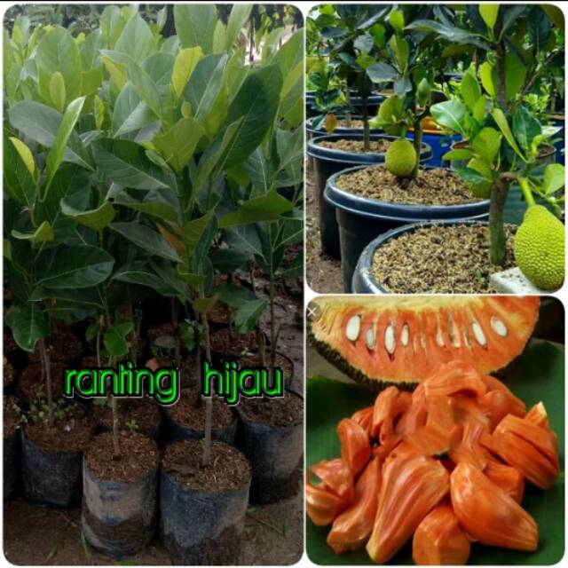 Bibit nangka mini merah/nangka madu okulasi jaminan cepat berbuah