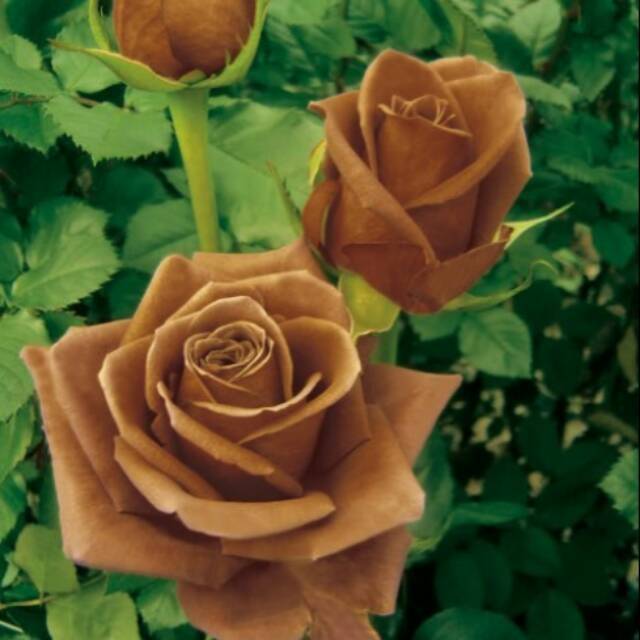 Jual Biji Bunga Mawar Coklat Chocolate Rose Seeds | Shopee Indonesia