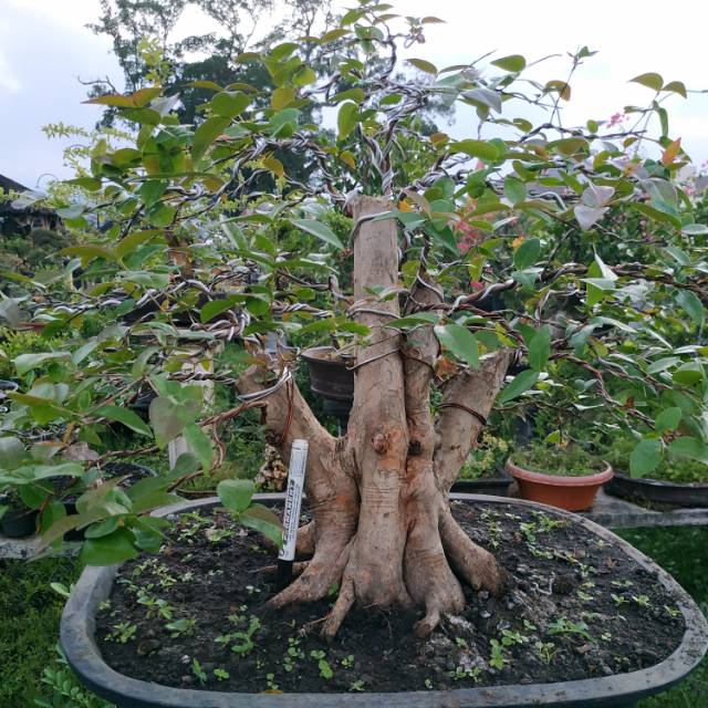 Jual Bonsai Dewandaru Indonesia|Shopee Indonesia