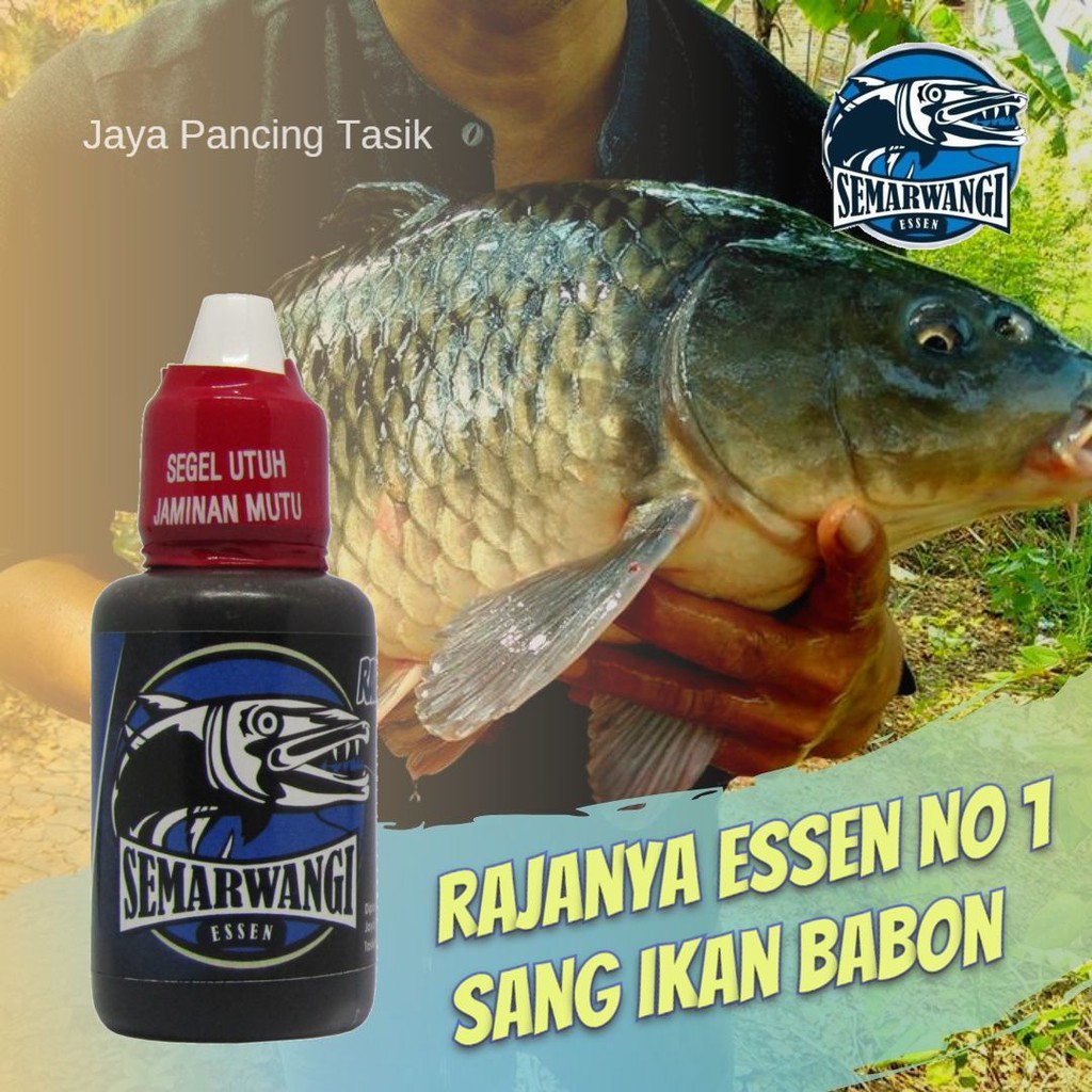 Semarwangi Essen Ikan Mas GALATAMA New Product TERBUKTI JUARA