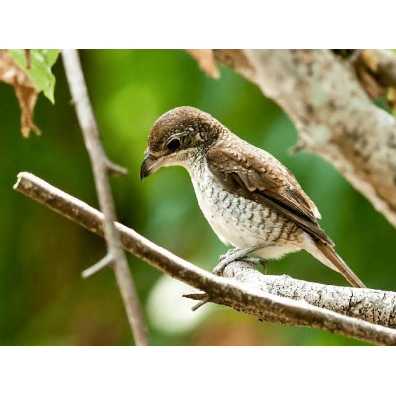 Jual Burung Pentet Macan Indonesia|Shopee Indonesia