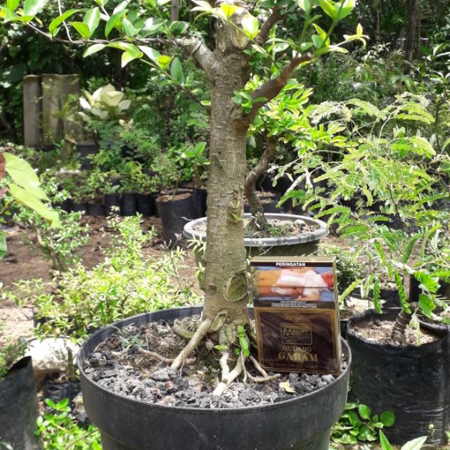 Jual Bahan Bonsai Anting Putri Berkarakter Indonesia|Shopee Indonesia