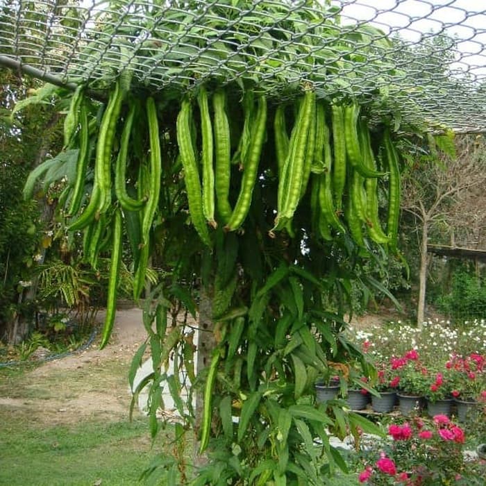 biji benih kecipir cicipir cipir jaat kelongkang biraro /10 biji | Shopee  Indonesia