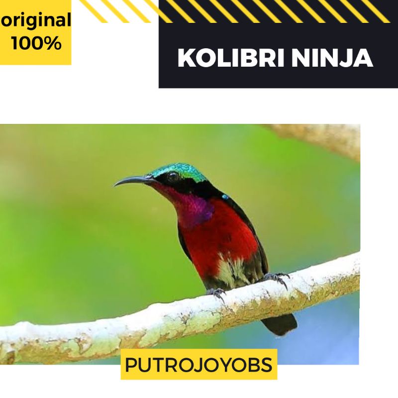Jual Kolibri Ninja Konin Jantan Bahan Pilihan Bukan Wulung Sogon Indonesia|Shopee Indonesia 800_X_800_jpg