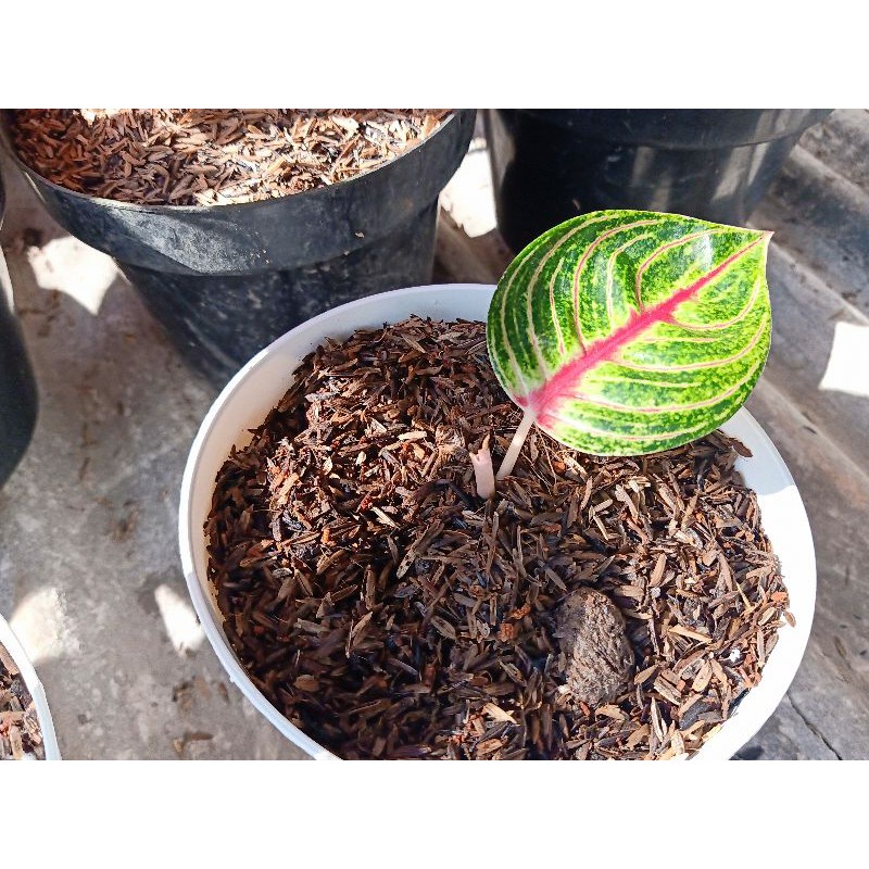 Bonggol Aglonema offers 1,919 aglaonema products. Sete