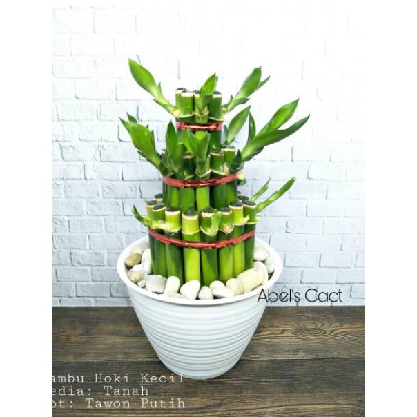 Spesial Bambu Hoki / Lucky Bamboo / Bambu Rejeki / Bambu Cina/ Bambu mini  .. .. .. | Shopee Indonesia