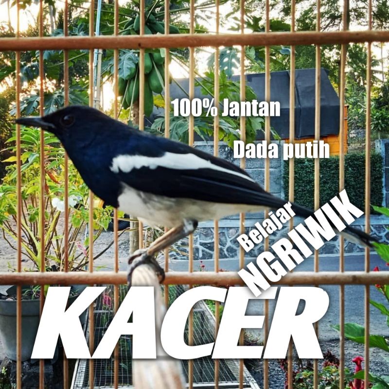 Jual Burung Kacer Jantan Murah Dada Putih Pilihan Rawatan Shopee
