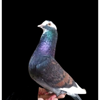Jual Merpati Balap Sprint Peranakan Dokar/Orchid/Lukaku | Shopee Indonesia