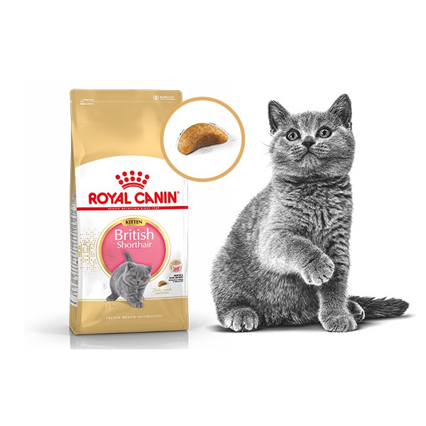 Jual Royal Canin British Shorthair Kitten 400Gram Cat Food / Makanan Kucing | Shopee Indonesia