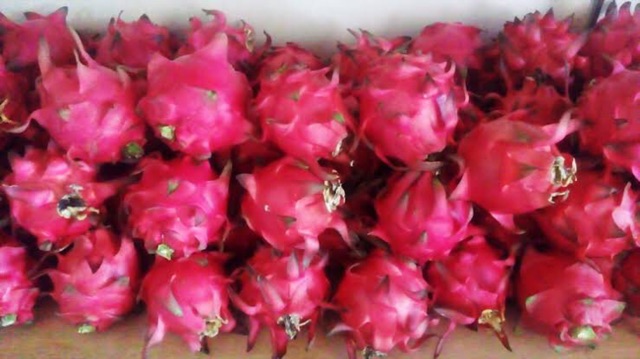 Buah Naga Merah Segar Fresh Kiloan Pasar Murah Jakarta | Shopee Indonesia