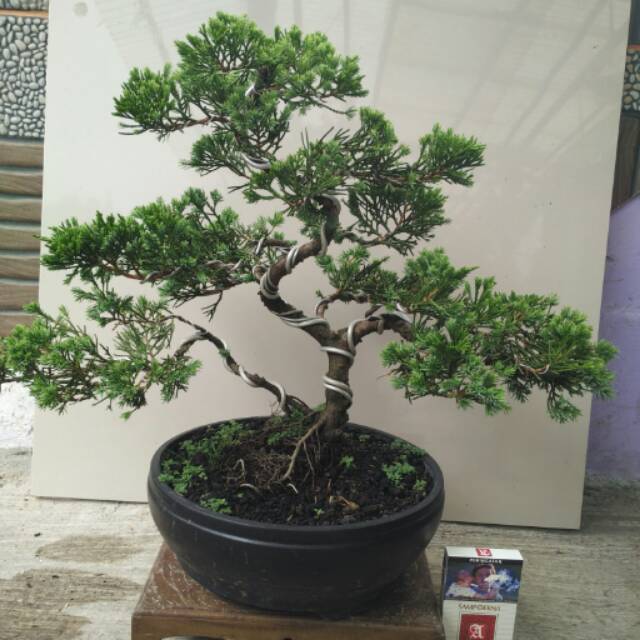 Jual Bonsai Cemara Sinensis Medium Indonesia|Shopee Indonesia