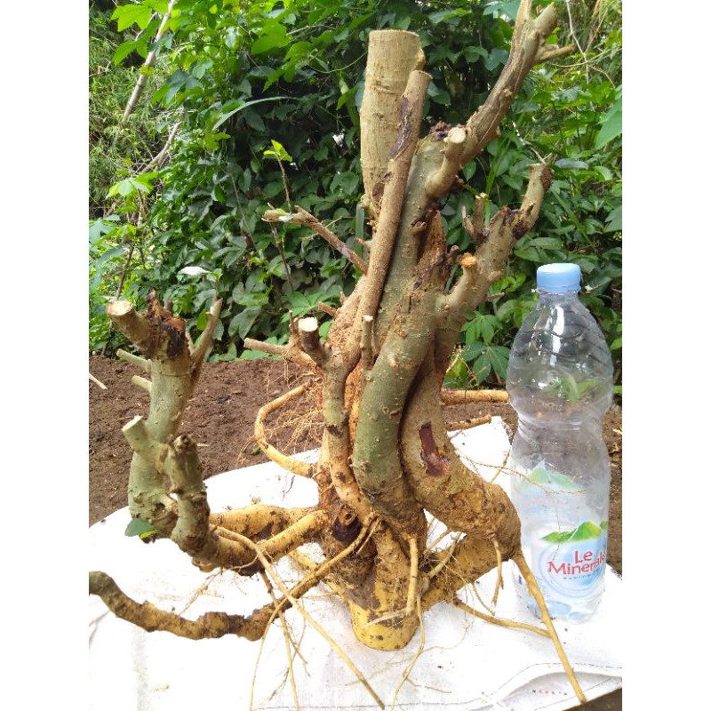 Jual Bahan Bonsai Serut (Streblus Asper) Dongkelan Indonesia|Shopee  Indonesia