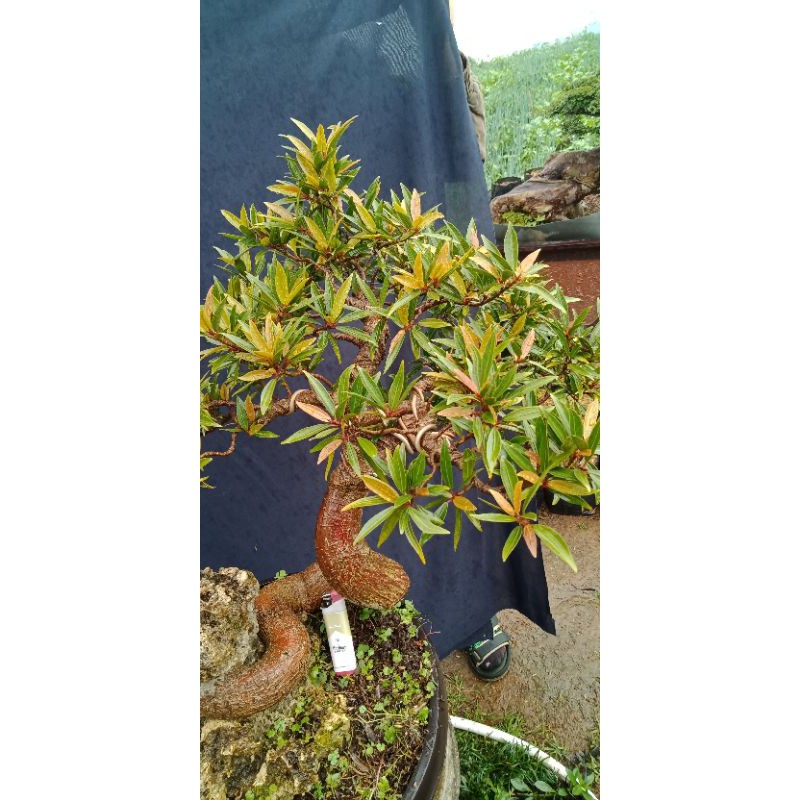 Jual Bonsai Beringin California 000 Indonesia|Shopee Indonesia