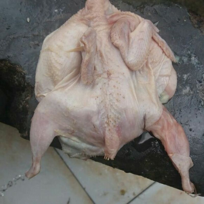 BURUNG PUYUH LOKAL MALON PEKSI | Shopee Indonesia