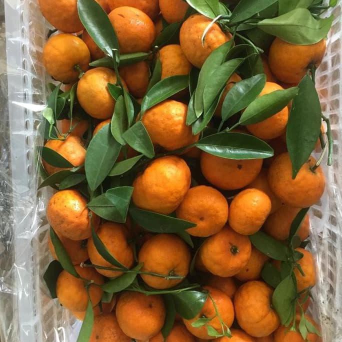 Ready - Jeruk Kecil Santang Shantang Birma Imlek Sinchia Sincia Honey  Mandarin | Shopee Indonesia