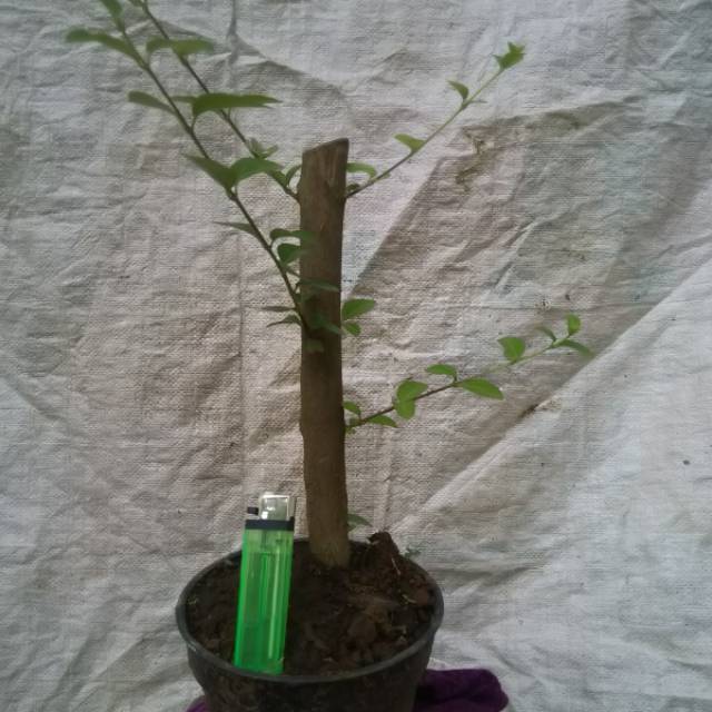 Jual Bonsai Sancang Hasil Stek Batang,Sudah Tumbuh Indonesia|Shopee  Indonesia