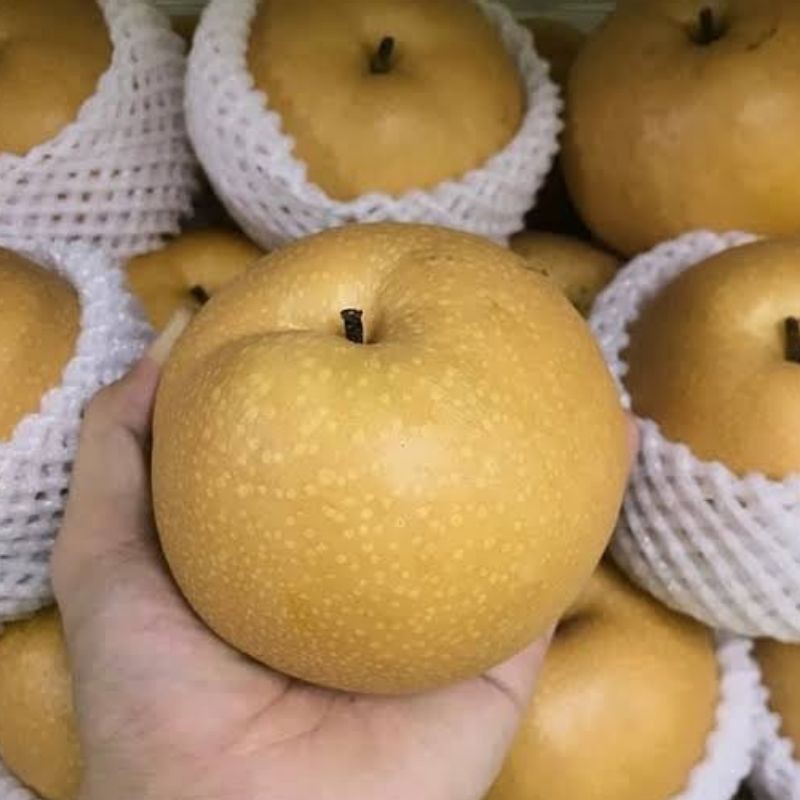 Jual Buah Pir Pear Singo Coklat 1Kg | Shopee Indonesia