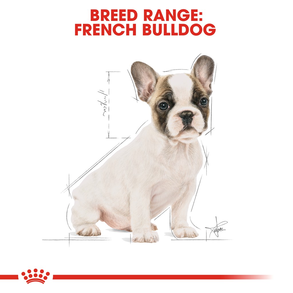 Jual Royal Canin French Bulldog Puppy (3Kg) Dry Makanan Anak Anjing - Breed Health Nutrition | Shopee Indonesia