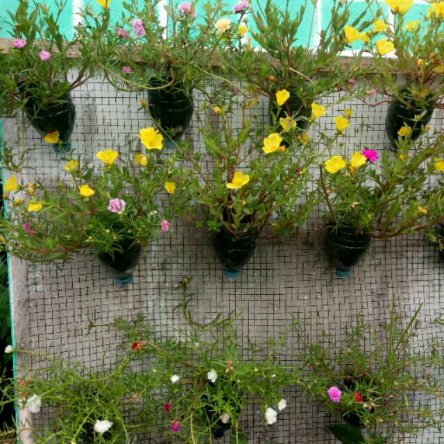 bibit bunga moss rose / bunga pukul 9 / krokot | Shopee Indonesia