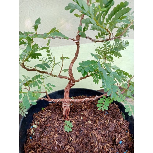 Jual Bonsai Asem Jawa Gabungan Indonesia|Shopee Indonesia