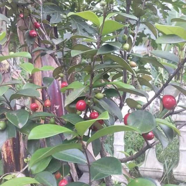 JUAL BIBIT TANAMAN BEACH CERRY SIAP BUAH. Shopee Indonesia