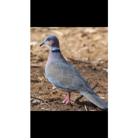 Jual Burung Puter Lumut Satuan Jantan Atau Betina Ready Indonesia|Shopee Indonesia 450_X_450_jpg
