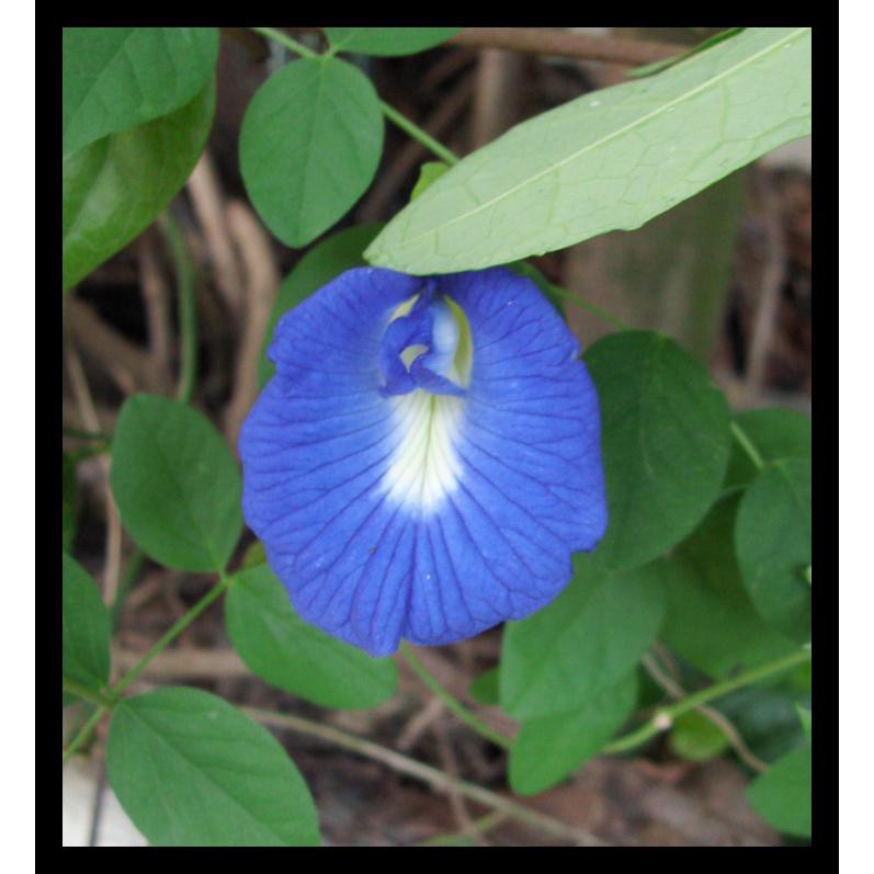 Ready Kak Benih Bunga Telang (Pigeon Wings Flower) -Edible Flower Pewarna  Alami | Shopee Indonesia