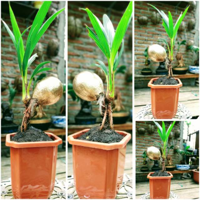 Jual Bonsai Kelapa Gading Kuning Indonesia|Shopee Indonesia