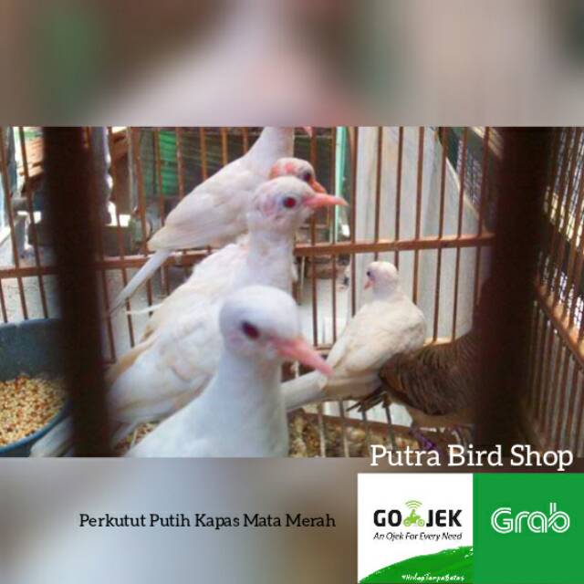 Jual Perkutut Putih Kapas Mata Merah Indonesia|Shopee Indonesia