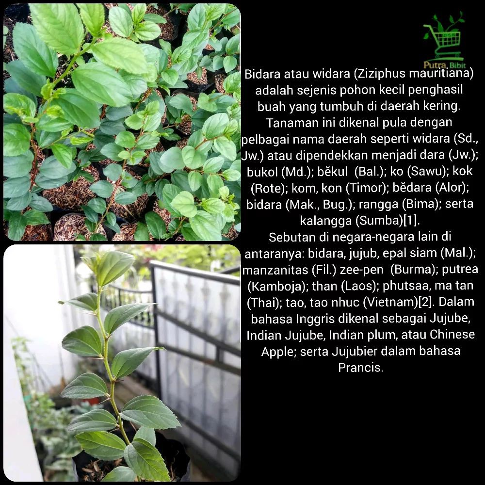 Bibit Pohon Bidara Arab Shidr kecil - Tanaman Herbal Daun Sidr | Shopee  Indonesia