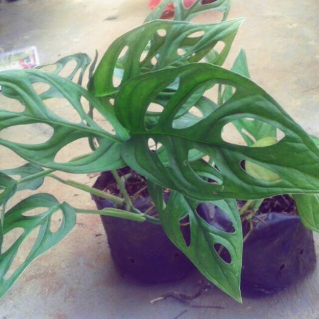 Pohon janda bolong Shopee Indonesia