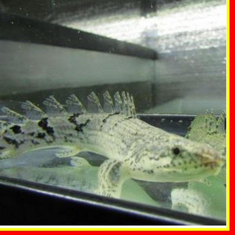 Harga ikan palmas naga Terbaru Sep 2024 BigGo Indonesia(04)