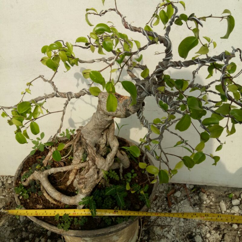 Jual Bonsai Beringin Sungsang Berkarakter Indonesia|Shopee Indonesia