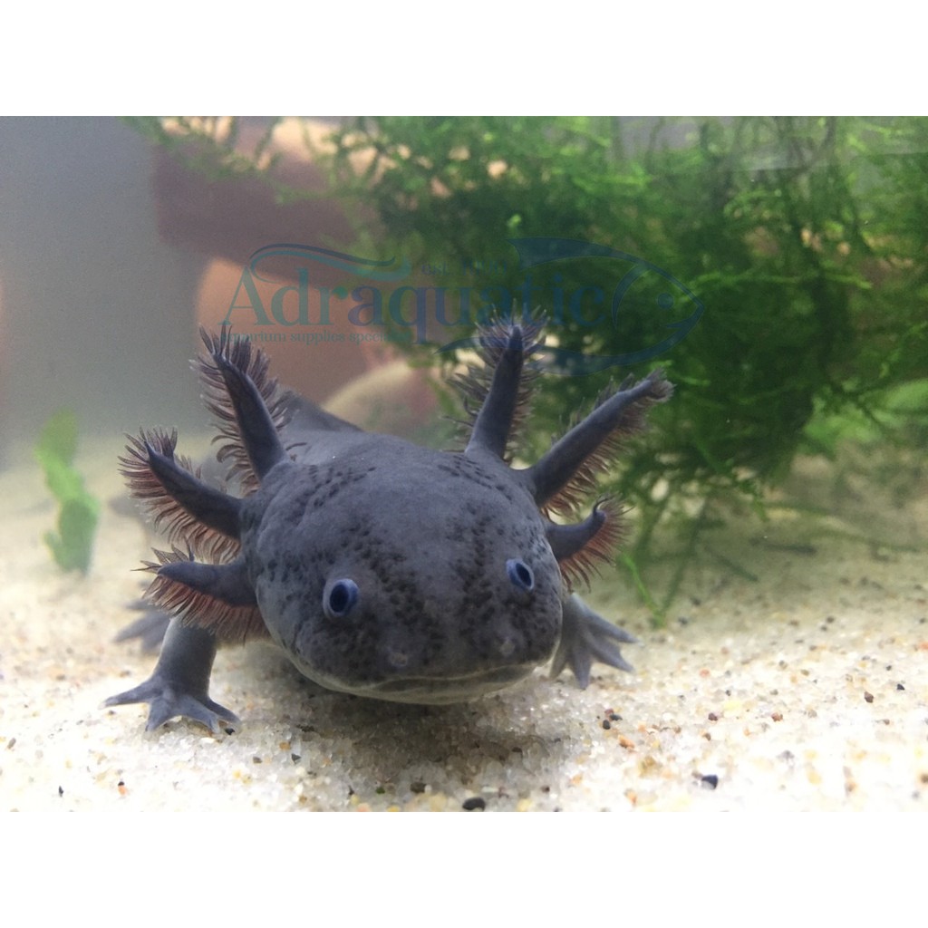 Jual (Bandung) Axolotl Hitam Full Black Melanistic Melanoid Dogfish Salamander Walking Fish Mexicanum Indonesia|Shopee Indonesia