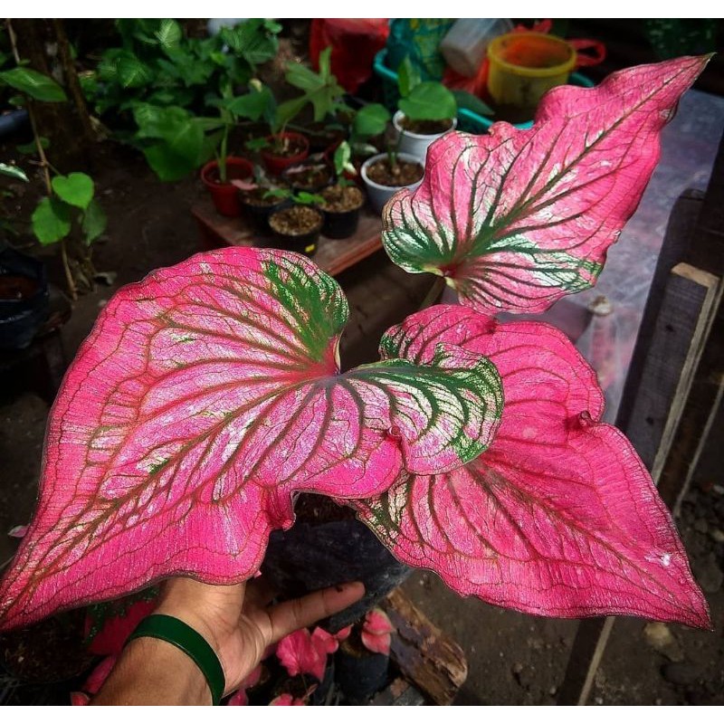 KELADI HIAS INFINITY/CALADIUM INFINITY IMPORT/KELADI INFINITY Shopee