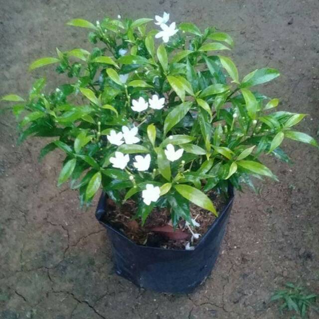 tanaman hias sabrina/rombusa hijau Shopee Indonesia