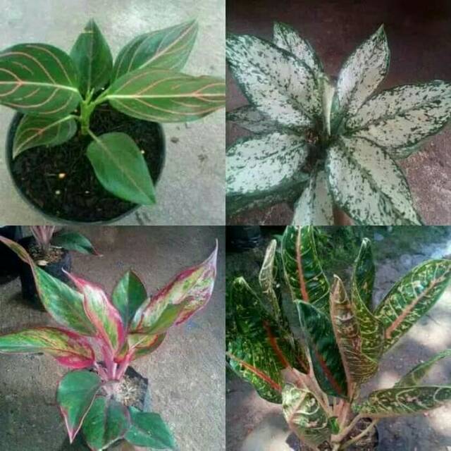 Jual Tanaman hias 4 macam aglaonema / aglonema Indonesia|Shopee Indonesia