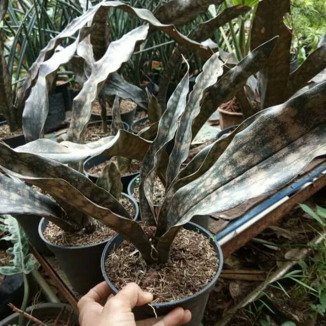 Jual Tanaman Hias Sansivera Kirkii Brown/Sansivieria/Sanseviera/Sansiveira Coklat Kirki | Shopee Indonesia