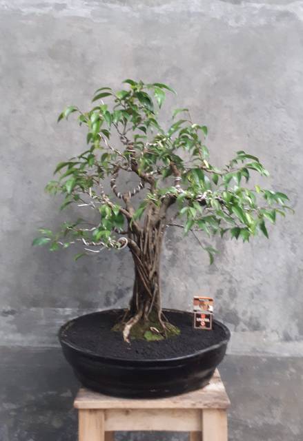 Jual Bahan Bonsai Beringin Binjamin Batang Bagus Prospek Harga Murah  Indonesia|Shopee Indonesia