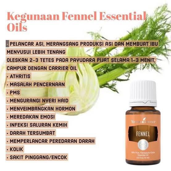 Fennel Young Living Essential Oil ubicaciondepersonas.cdmx.gob.mx