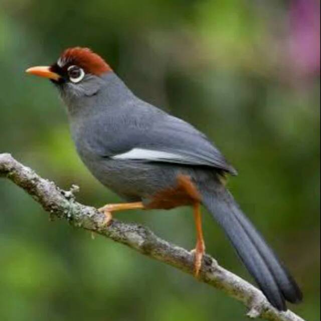 Gambar Poksay Mandarin Jantan Dan Betina Info Terkait Gambar