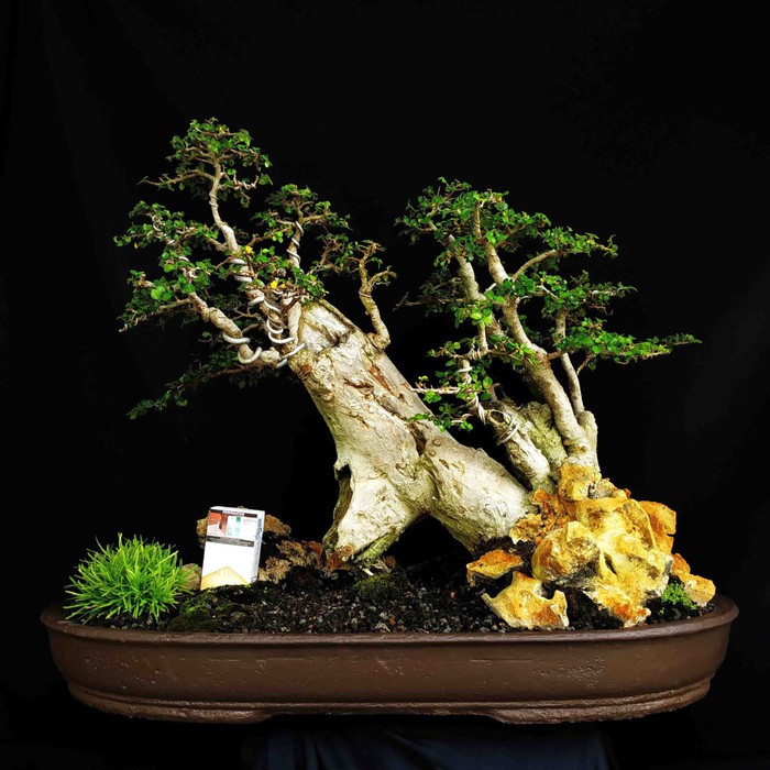 Jual Bonsai Tanaman Hias Pohon Serut Penjing Panorama Hutan Tebing Asli  Indonesia|Shopee Indonesia