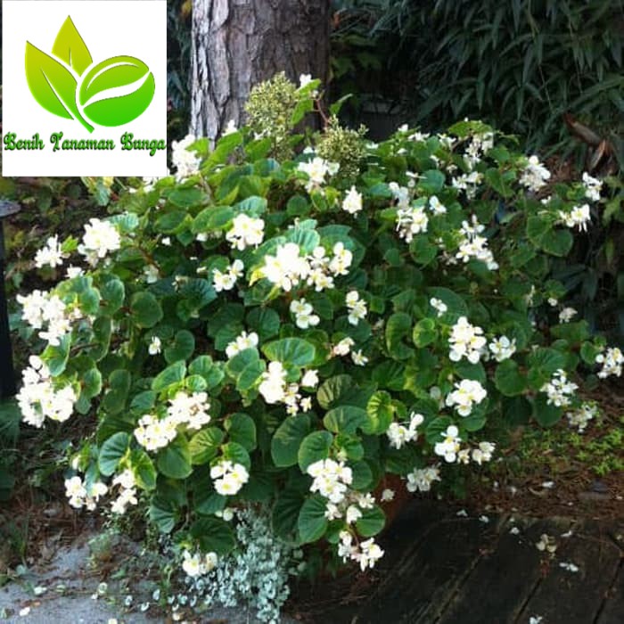 Tanaman hias indoor- begonia putih bunga kecil tumpuk sering berbunga |  Shopee Indonesia