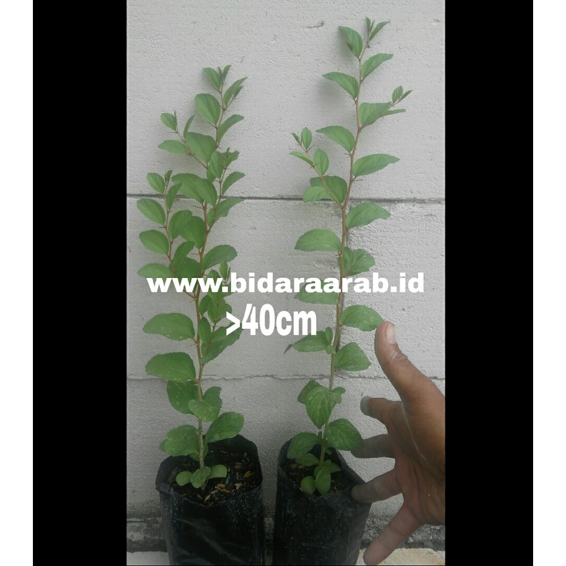Daun Bidara Siap Packing