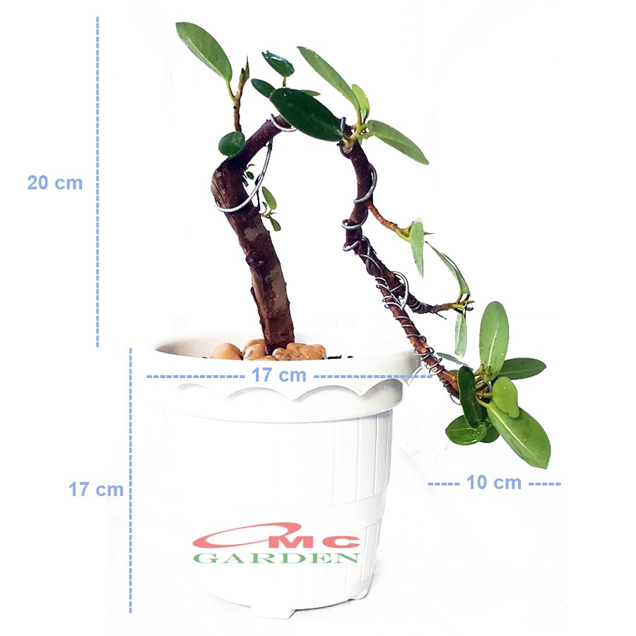 Jual Tanaman Hias Pohon Bonsai Mame Beringin Korea Mini Dolar B-Bk-004  Indonesia|Shopee Indonesia