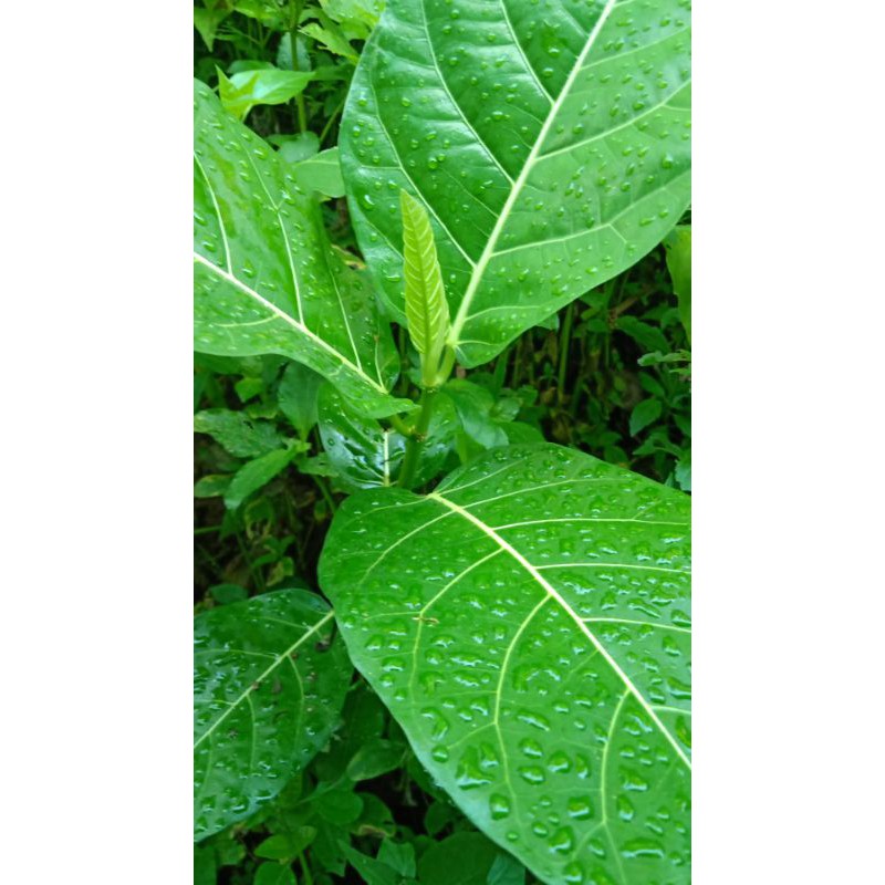 PROMO DAUN AWAR AWAR ATAU DAUN KUCIAT SEGAR 500GRAM | Shopee Indonesia