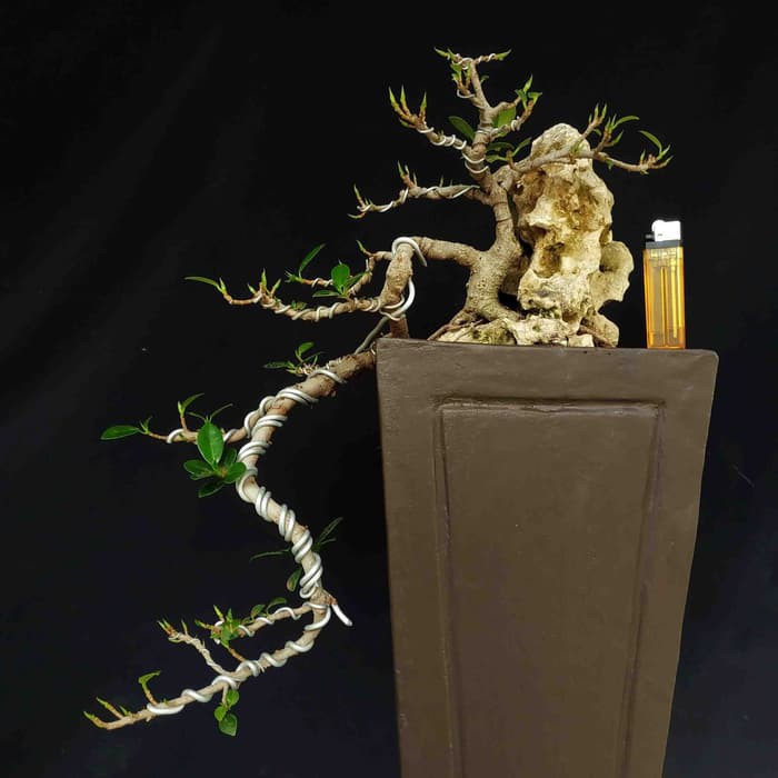 Jual Bonsai Pohon Beringin Dolar Korea Cascade On The Rock Asli  Indonesia|Shopee Indonesia