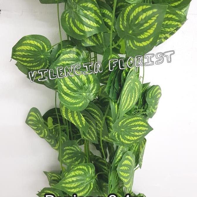 Tanaman Rambat Hias Imitasi Jenis Daun Semangka Tanaman Gantung Jalar